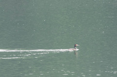 Podiceps cristatus
