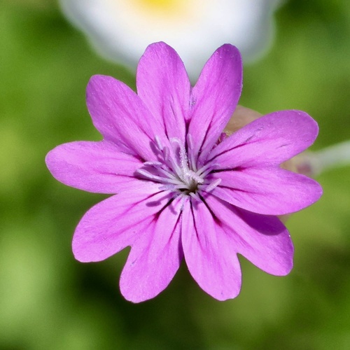 Petrorhagia dubia