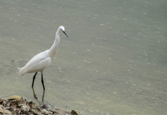 Egretta garzetta