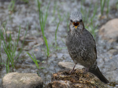 Hypsipetes amaurotis