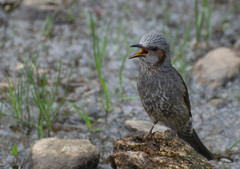 Hypsipetes amaurotis