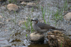 Hypsipetes amaurotis