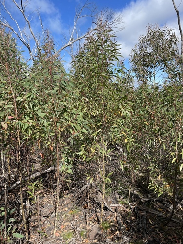 Wadbilliga Ash (Eucalyptus paliformis)