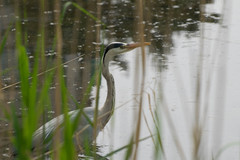 Ardea cinerea