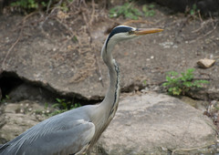 Ardea cinerea