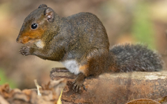 Asian Red-Cheeked Squirrel photo 1