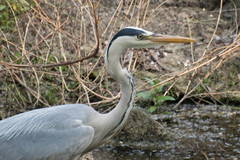 Ardea cinerea