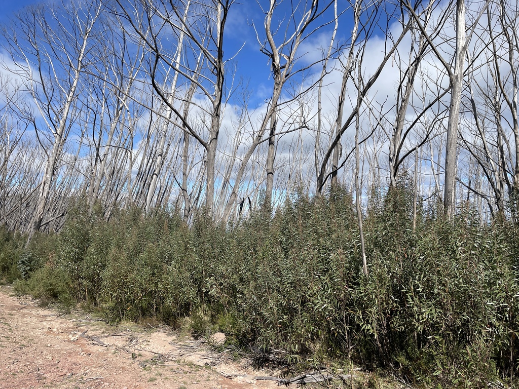 Eucalyptus paliformis L.A.S.Johnson & Blaxell 2