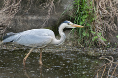 Ardea cinerea