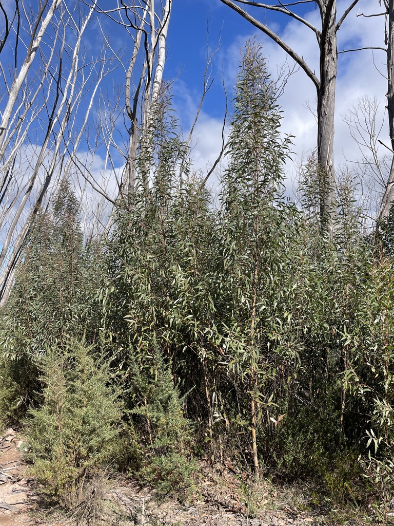 Eucalyptus paliformis L.A.S.Johnson & Blaxell 4