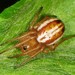 Openfield Orbweaver - Photo (c) Jason M Crockwell, some rights reserved (CC BY-NC-ND), uploaded by Jason M Crockwell