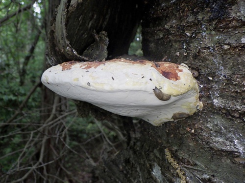 Fomitopsis pinicola