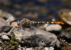 Erpetogomphus compositus