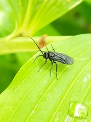 Phymatocera aterrima