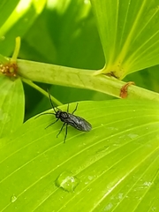 Phymatocera aterrima