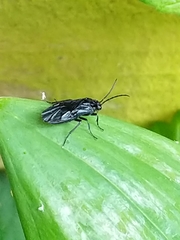 Phymatocera aterrima