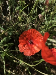 Papaver rhoeas