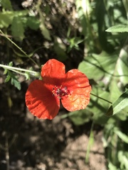 Papaver rhoeas