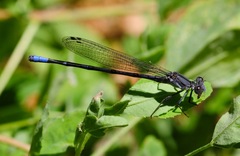 Argia emma
