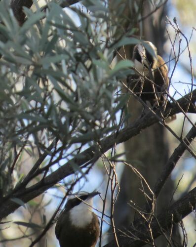 Hall's Babbler (Pomatostomus halli), photo 6