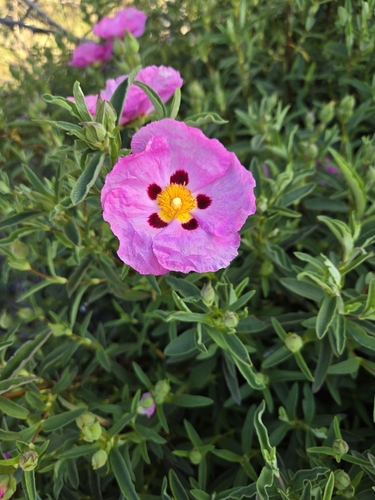 Cistus ×purpureus iNat (3)