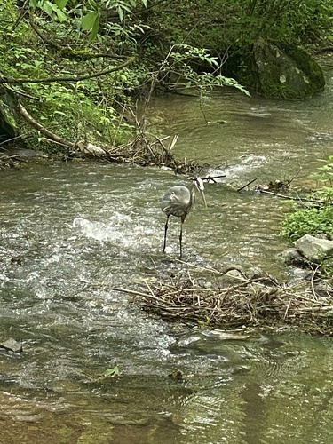 Great Blue Heron photographed in Tennessee