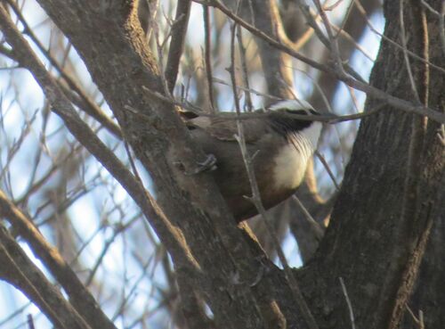 Hall's Babbler (Pomatostomus halli), photo 2