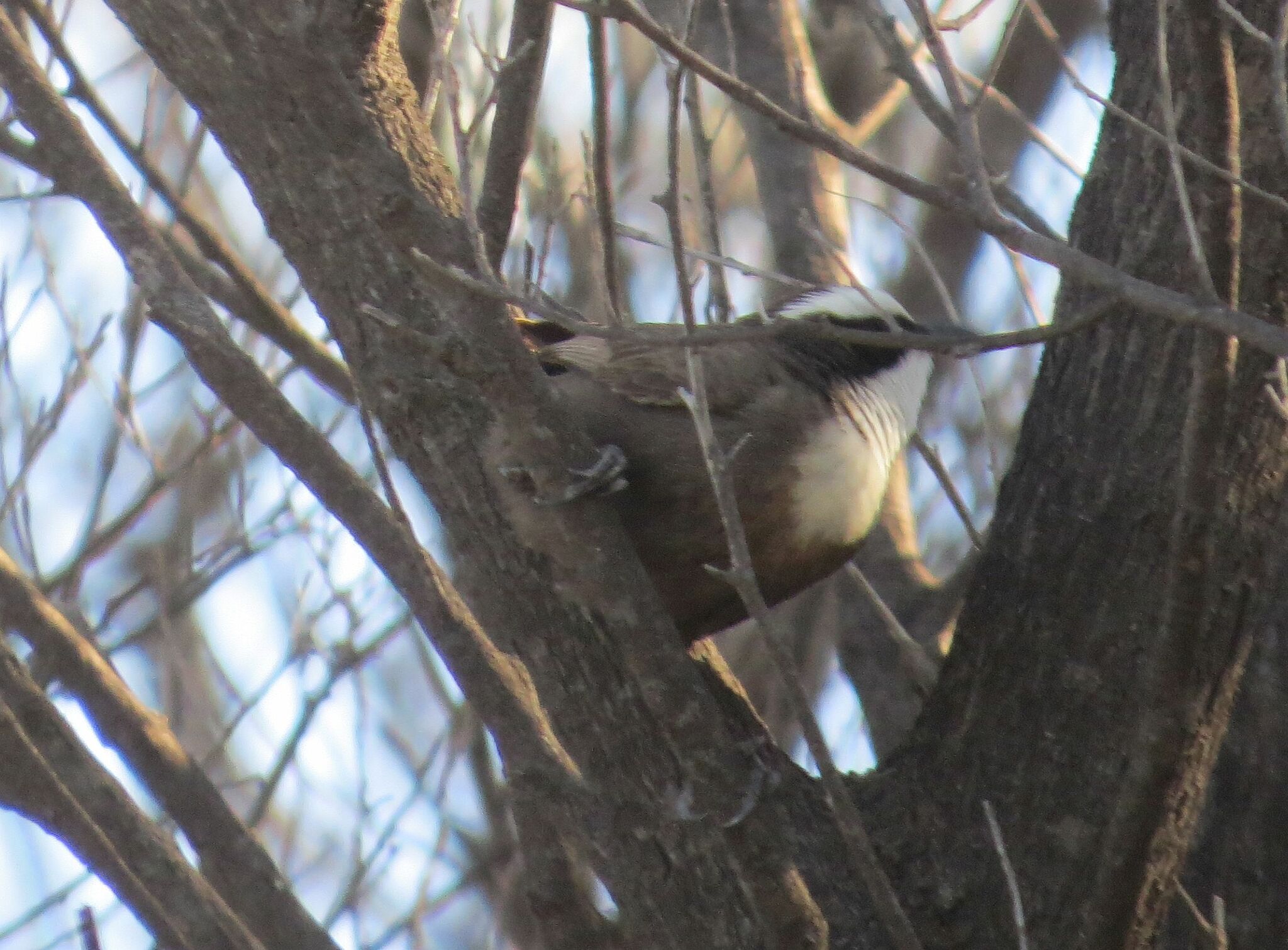 Hall's Babbler (Pomatostomus halli), photo 2