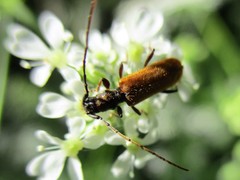 Stenhomalus bicolor