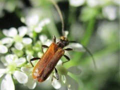 Stenhomalus bicolor