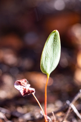 Eriospermum schlechteri