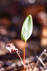 Eriospermum schlechteri