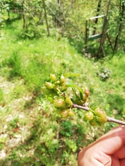 Dryocosmus kuriphilus