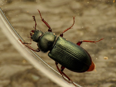 Platycerus quercus