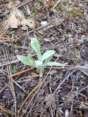 Lessingia leptoclada