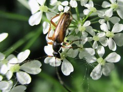 Alosterna tabacicolor