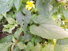 Thladiantha punctata