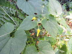 Thladiantha punctata