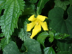 Thladiantha punctata