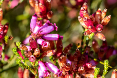 Erica cristata