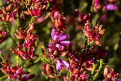 Erica cristata