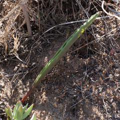 Eriospermum lanceifolium