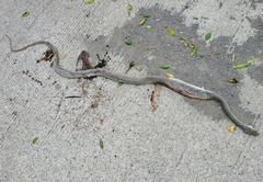 Masticophis mentovarius