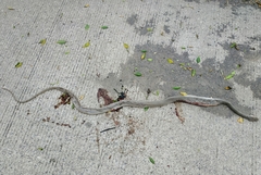 Masticophis mentovarius