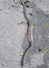 Masticophis mentovarius