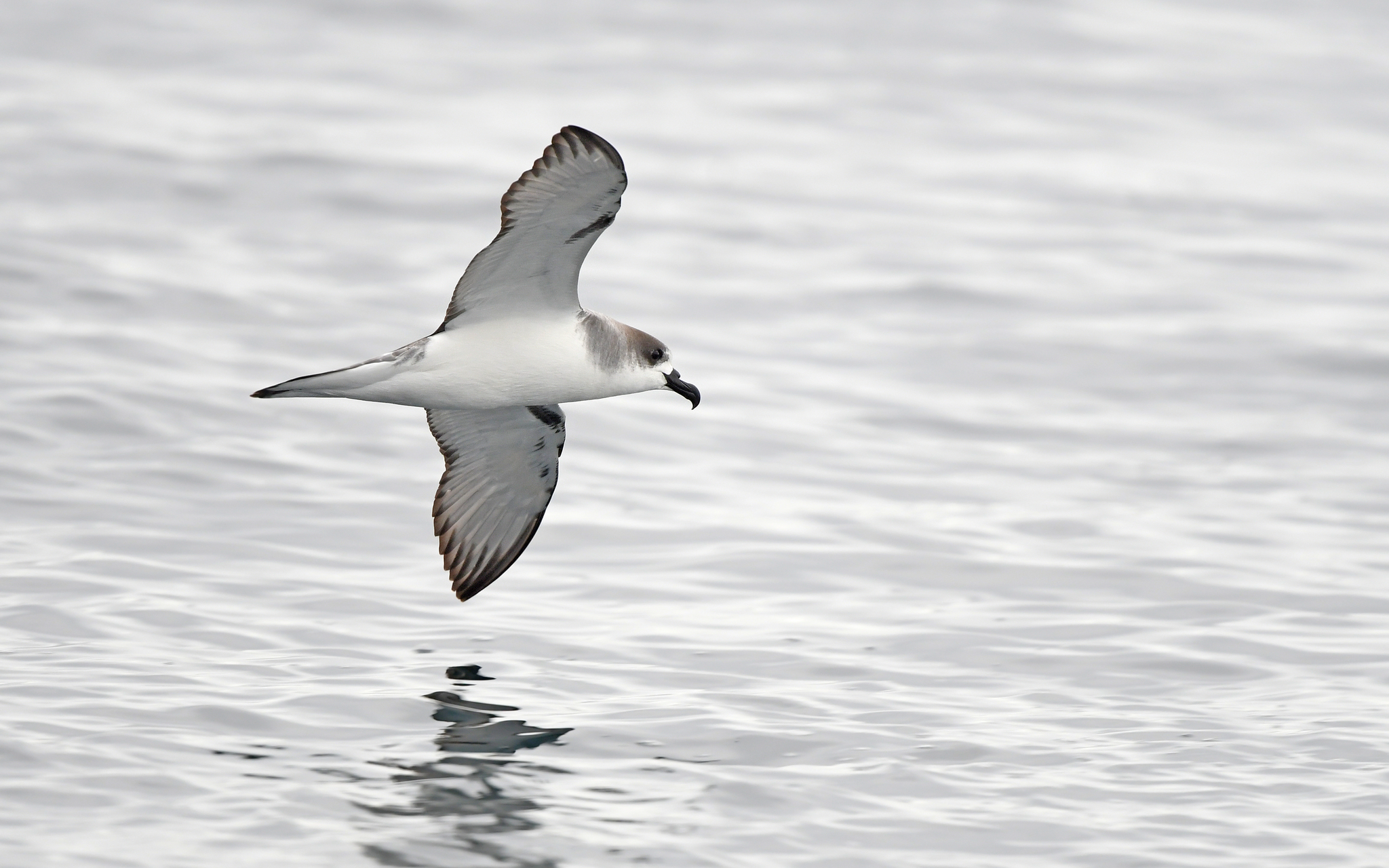 Juan Fernandez Petrel (Pterodroma externa)