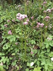 Valeriana dioica