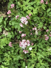 Valeriana dioica