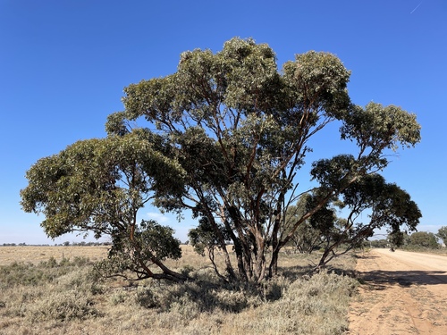 bull mallee