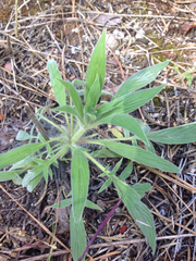 Phacelia mutabilis
